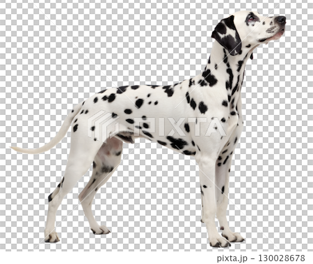 black-spotted Dalmatian on transparent background 130028678