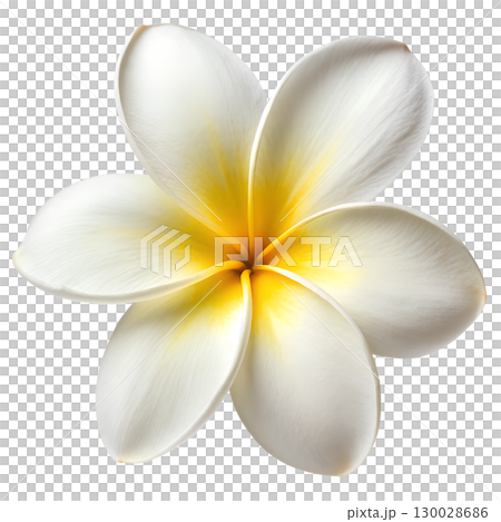 Tropical frangipani (plumeria) flower isolated on transparent background 130028686