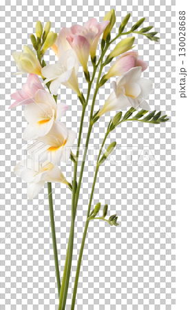 Elegant freesia flowers isolated on transparent background Elegant freesia flowers isolated on transparent background 130028688