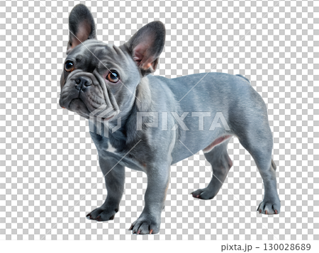 gray-blue French Bulldog on transparent background 130028689