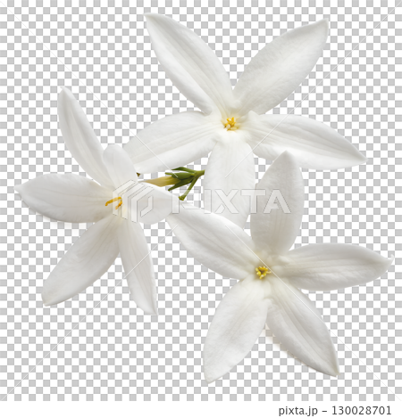 Star-shaped jasmine flowers on transparent background 130028701