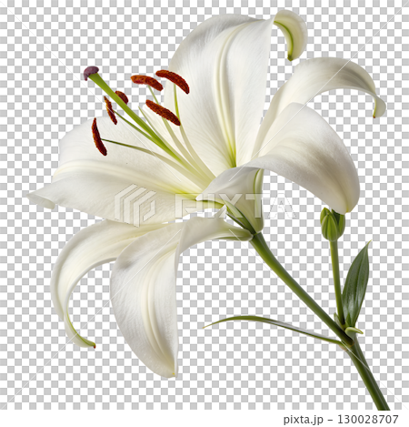 Elegant white lily isolated on transparent background 130028707
