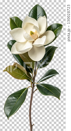Elegant magnolia bloom isolated on transparent background 130028723