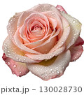 Velvety pink rose with dewdrops on transparent background 130028730