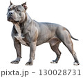 muscular pitbull terrier on transparent background 130028731