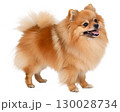 orange Pomeranian on transparent background 130028734