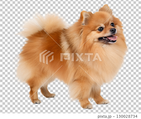 orange Pomeranian on transparent background 130028734