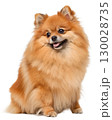 orange Pomeranian on transparent background 130028735