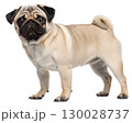 fawn pug on transparent background 130028737