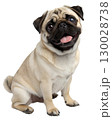 fawn pug on transparent background 130028738