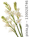 white tuberose flowers on transparent background 130028746