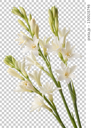 white tuberose flowers on transparent background 130028746