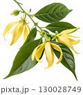 ylang-ylang flowers on transparent background 130028749
