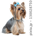 Yorkshire terrier dog on transparent background 130028750