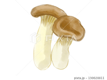 採れたてで美味しそうなエリンギの手描き水彩イラスト 130028811