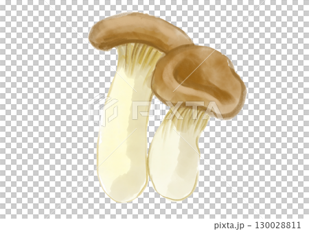 Hand-drawn watercolor illustration of freshly picked and delicious king oyster mushrooms 130028811
