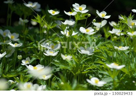 初夏に咲くフタマタイチゲの花 初夏に咲くフタマタイチゲの花 130029433
