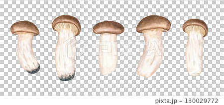 Edible King oyster trumpet mushroom eryngi clip art watercolor illustration on isolated background. Hand painted exotic delicious Asian eringii set for vegan and vegetarian healthy fusion, cooking,, Edible King oyster trumpet mushroom eryngi clip art watercolor illustration on isolated background. Hand painted exotic delicious Asian eringii set for vegan and vegetarian healthy fusion, cooking,, 130029772