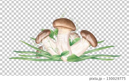 Asian edible mushrooms among chopped scallion slices watercolor illustration on isolated background. King oyster trumpet mushroom and cutting green onion. Vegan and vegetarian Asian cuisine cookbooks. 130029775