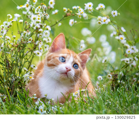 A portrait of a cute red and white small kitten in flower lawn in summer A portrait of a cute red and white small kitten in flower lawn in summer 130029825