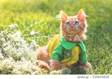 A portrait of a cute red small kitten in a jacket on the flower lawn in summer A portrait of a cute red small kitten in a jacket on the flower lawn in summer 130029826
