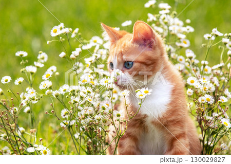 A portrait of a cute red and white small kitten in flower lawn in summer 130029827