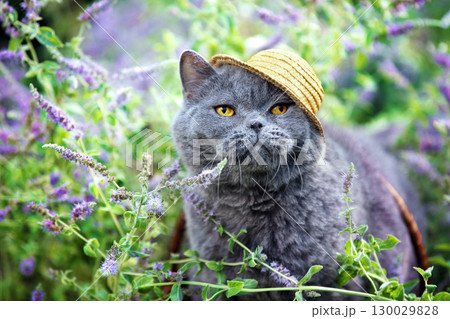 Cute Blue British shorthair cat in straw hat sitting in a pepper mint garden Cute Blue British shorthair cat in straw hat sitting in a pepper mint garden 130029828
