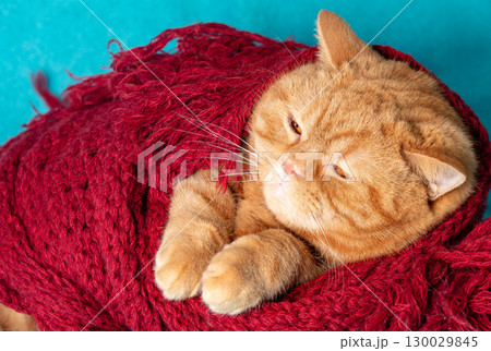 Portrait of a cute ginger British shorthair cat wrapped with a soft red plaid 130029845