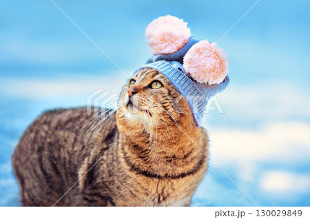 Fashion portrait of a funny cat wearing a knitted blue hat with two pink pompoms walking outdoors in a snowy winter park 130029849