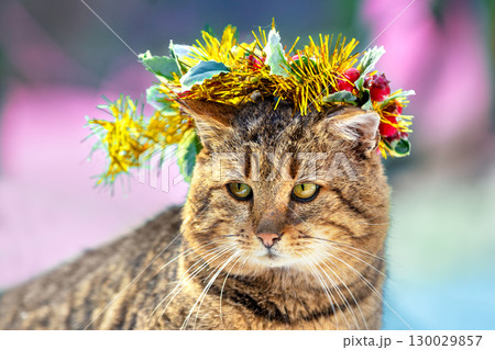 Portrait of a funny cat crowned with Christmas wreath outdoors 130029857
