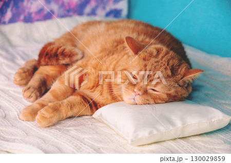 A ginger cat sleeps on a bed with a pillow under its head 130029859