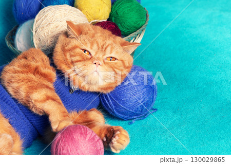 Beautiful funny red British shorthair cat sleeps with many colorful balls of wool 130029865