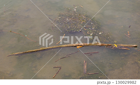 Floating Trunk Polluted River Floating Trunk Polluted River 130029982