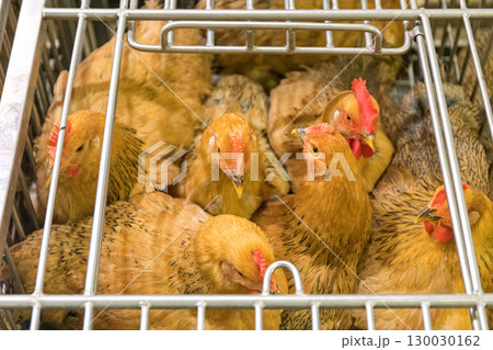 Chickens in Cage 130030162