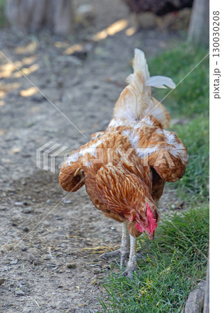 One Brown Rooster Farm One Brown Rooster Farm 130030208
