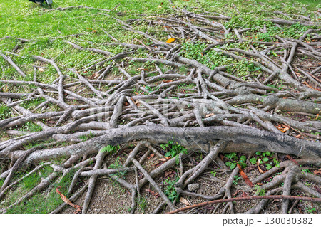 Tree Roots 130030382