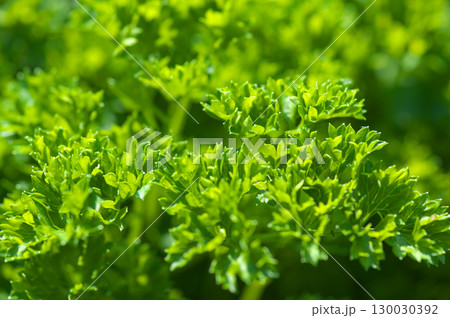 葉を広げるパセリ 130030392