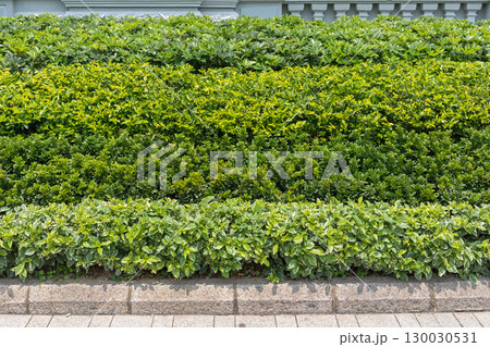 Plants and Bush 130030531