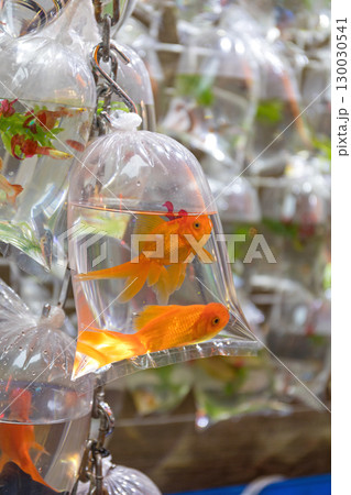 Two Gold Fish Two Gold Fish 130030541