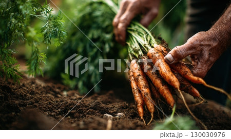 First-Person View of Farmer Harvesting Fresh Carrots from Soil 130030976