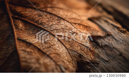 Close-up of Textured Veins on Dry Leaf with Warm Lighting 130030980