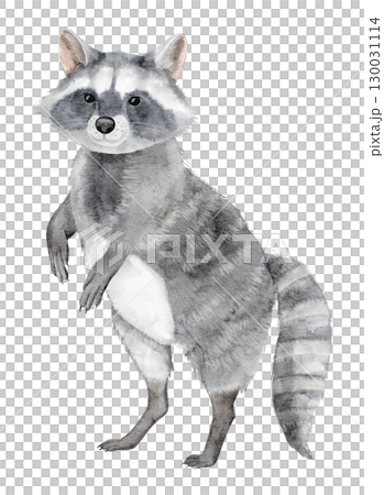 Raccoon with striped tail painted in watercolor. Illustration of forest animal for nursery posters. Art of nocturnal woodland dweller for baby greeting cards or invitations. Drawing for kids design. Raccoon with striped tail painted in watercolor. Illustration of forest animal for nursery posters. Art of nocturnal woodland dweller for baby greeting cards or invitations. Drawing for kids design. 130031114
