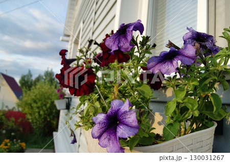 Purple striped petunia in a hanging planter on the window of a village house. Purple striped petunia in a hanging planter on the window of a village house. 130031267