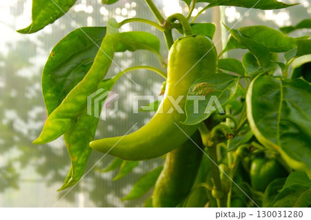 Sweet pepper growing on a bush, horizontal photo, close-up 130031280