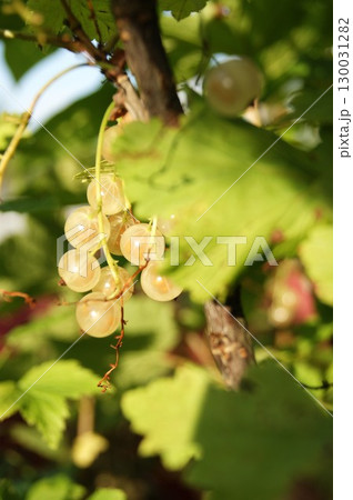 White currant berries on a bush, close-up. Vertical photo. Summer, the harvest is ripe White currant berries on a bush, close-up. Vertical photo. Summer, the harvest is ripe 130031282