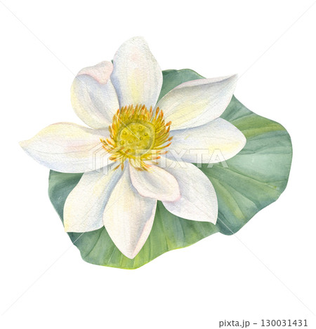 White Lotus Flower on green Leaf. Water lily, Indian lotus, sacred lotus watercolor illustration on isolated background. Hand drawn floral composition for poster, cards, logo, label. 130031431