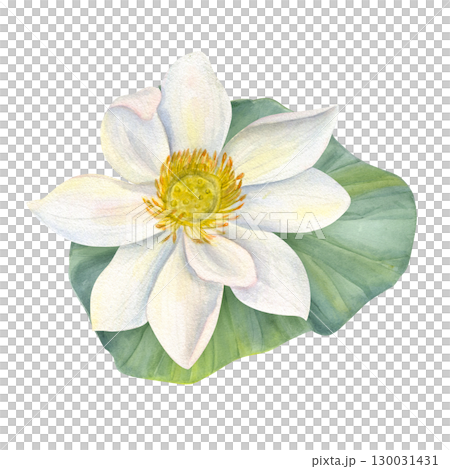 White Lotus Flower on green Leaf. Water lily, Indian lotus, sacred lotus watercolor illustration on isolated background. Hand drawn floral composition for poster, cards, logo, label. 130031431