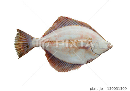 European Flounder isolated on white background 130031509