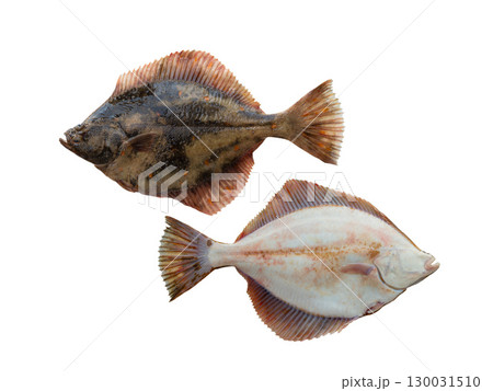 European Flounder isolated on white background 130031510