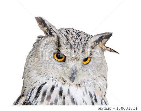 Siberian owl (sibiricus bubo) isolated on white background Siberian owl (sibiricus bubo) isolated on white background 130031511